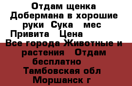 Отдам щенка Добермана в хорошие руки. Сука 5 мес. Привита › Цена ­ 5 000 - Все города Животные и растения » Отдам бесплатно   . Тамбовская обл.,Моршанск г.